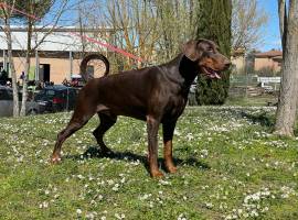 Dobermann cuccioli 