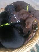 Dobermann cuccioli 