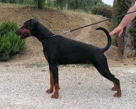 Dobermann cuccioli 