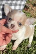 CUCCIOLI DI CHIHUAHUA IN VENDITA