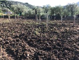 TERRENO PIANEGGIANTE PANORAMICO