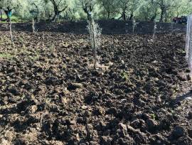 TERRENO PIANEGGIANTE PANORAMICO