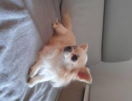 Chihuahua maschietto per accoppiamento