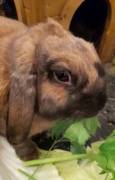 Coniglietta nana ha 2 anni a BS in adozione regalo