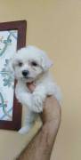  Cuccioli Toy piccoli maltese 