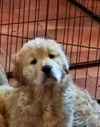 Cuccioli golden retriever anglo americani pedigree 