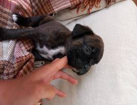 Cuccioli boxer