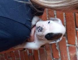 Cuccioli boxer