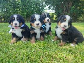 Cuccioli bovaro del bernese 