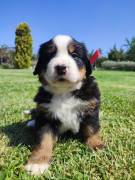 Cuccioli bovaro del bernese 
