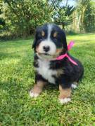 Cuccioli bovaro del bernese 