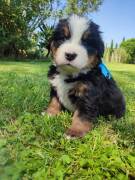 Cuccioli bovaro del bernese 