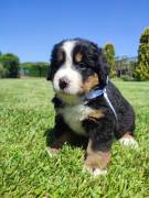 Cuccioli bovaro del bernese 