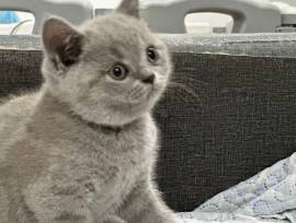 CUCCIOLI DI GATTO BRITISH SHORTHAIR