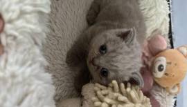 CUCCIOLI DI GATTO BRITISH SHORTHAIR