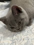 CUCCIOLI DI GATTO BRITISH SHORTHAIR