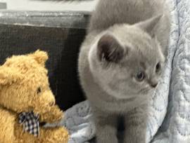 CUCCIOLI DI GATTO BRITISH SHORTHAIR