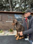 Dobermann cuccioli da allevamento certificato Enci