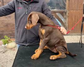 Dobermann cuccioli da allevamento certificato Enci