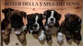 cuccioli boxer