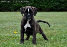 cuccioli boxer