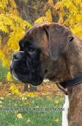 cuccioli boxer