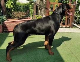 Cuccioli di rottweiler