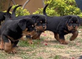 Cuccioli di rottweiler