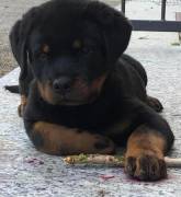 Cuccioli di rottweiler