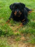 Cuccioli di rottweiler