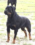 Cuccioli di rottweiler