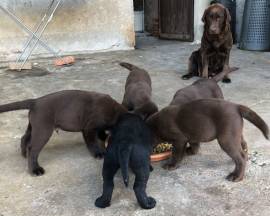 Labrador Retriever