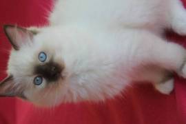 cuccioli RAGDOLL con pedigree