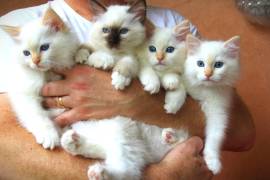 cuccioli RAGDOLL con pedigree