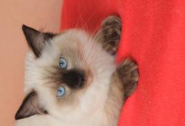 cuccioli RAGDOLL con pedigree