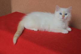 cuccioli RAGDOLL con pedigree