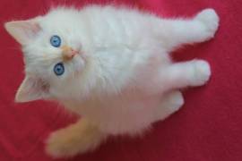 cuccioli RAGDOLL con pedigree