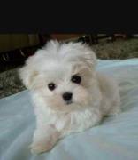 Maschietto Maltese toy