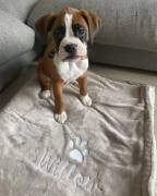 Cuccioli di Boxer di 11 settimane