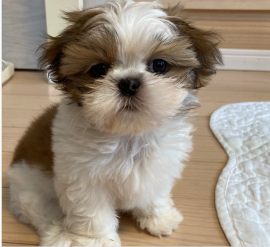 Cuccioli Shih Tzu con pedigree completo di alta qualità in vendita