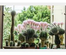 Cactus Equinopsis Multifiori di continuo profumati !!!