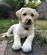 Cuccioli di Labrador Retriever maschi e femmine 