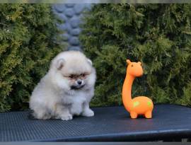 Offriamo cuccioli di Pomerania bianchi e crema da genitori di colore bianco.