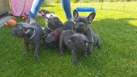 Cuccioli di Bulldog francese in vendita