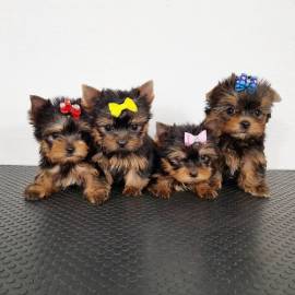 Cuccioli di Yorkshire Terrier in vendita