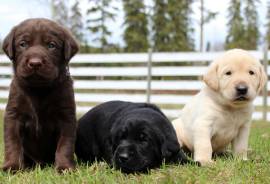 Disponibili cuccioli di labrador retriever.