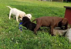 Disponibili cuccioli di labrador retriever.