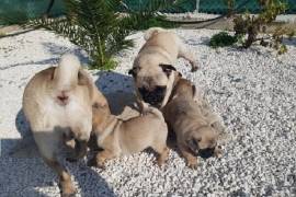 Disponibili cuccioli di carlino registrati