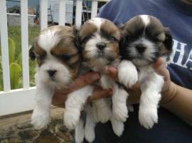 Disponibili cuccioli di Shih Tzu sani