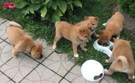 Cuccioli Shiba Inu ora disponibili